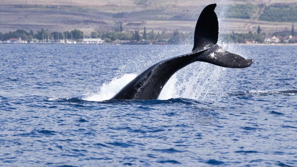 ‘OG’ Whale Raises Bearish BTC Bet Worth Over $400M 'OG' Whale Raises Bearish BTC Bet Worth Over $400M