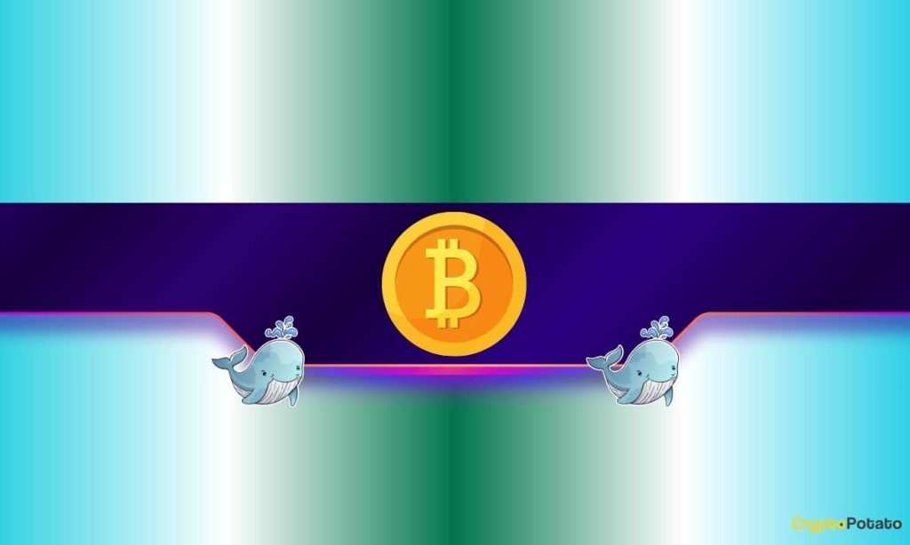 Will Bitcoin Pump or Dump?